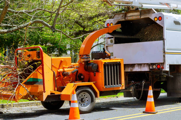 Best Tree Root Removal  in Cincinnati, OH